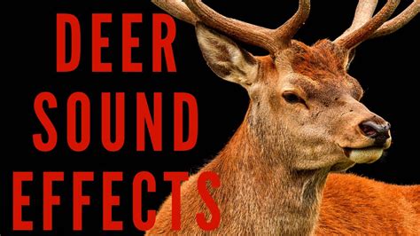 deer sound video|male deer rutting sound.